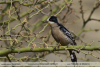 Melanerpes-cactorum