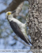 Melanerpes candidus