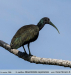 Mesembrinibis cayennensis