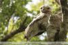Nyctibius-grandis