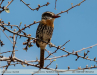 Nystalus-maculatus