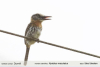 Nystalus-maculatus