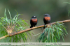 Ochthoeca-cinnamomeiventris