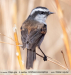 Ochthoeca-leucophrys