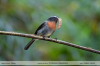 Ochthoeca-rufipectoralis