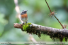 Ochthoeca-rufipectoralis