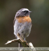 Ochthoeca-rufipectoralis
