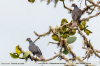 Patagioenas-fasciata