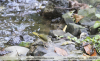 Phaeothlypis-rivularis