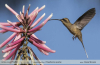 Phaethornis pretrei