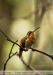 Phaethornis-ruber