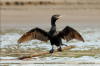 Phalacrocorax-brasilianus