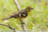Pheucticus aureoventris