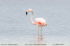 Phoenicopterus-chilensis