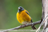 Phrygilus-punensis