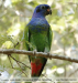 Pionus menstruus
