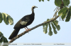 Pipile-cumanensis