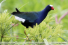 Porphyrio-martinicus