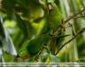 Psittacara-leucophthalmus