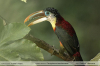 Pteroglossus-beauharnaesii