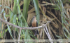 Pterophanes-cyanopterus