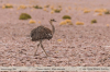 Rhea pennata