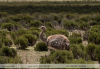 Rhea-pennata