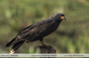 Rostrhamus-sociabilis