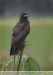 Rostrhamus-sociabilis