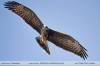 Rostrhamus-sociabilis_