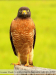 Rupornis-magnirostris_