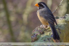 Saltator-aurantiirostris