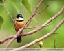Sporophila-collaris