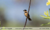 Sporophila-collaris