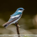 Tachycineta-albiventer