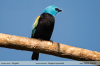 Tangara-cyanicollis