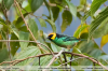 Tangara-xanthocephala
