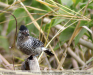 Thamnophilus-doliatus
