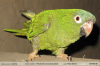 Thectocercus-acuticaudatus
