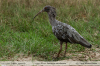 Theristicus-caerulescens