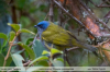 Thraupis-cyanocephala