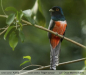 Trogon-curucui