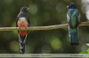 Trogon-curucui
