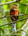 Trogon-personatus-hembra