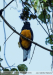 Trogon-viridis