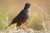 Turdus-chiguanco