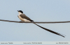 Tyrannus savana