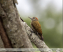 Veniliornis-passerinus