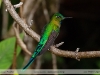 Aglaiocercus-kingi