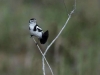 Alectrurus-tricolor